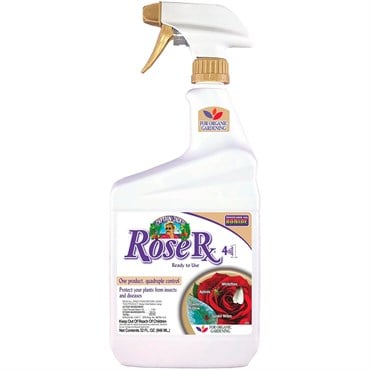 Capt Jacks Qt Rose RX 4 in 1 RTU
