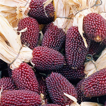 Popcorn, Red Strawberry - 50lb