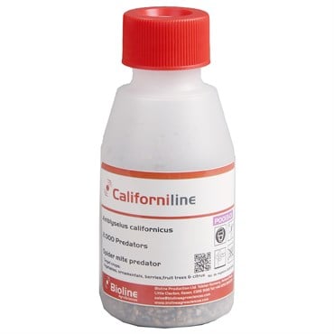 Amblyseius californicus 2,000 mites per bottle ( Spider Mite )