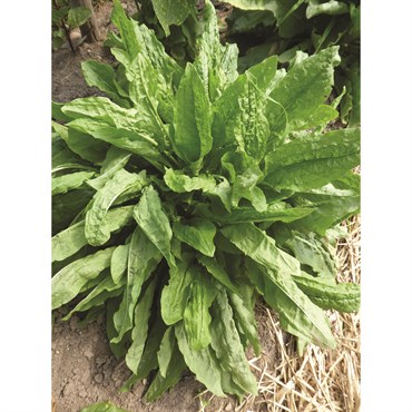 SORREL 1