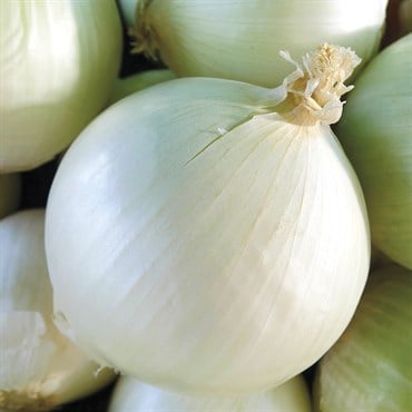 Onion, White Sweet Spanish - 1,000 Seed Count