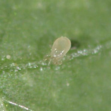 Bioline Starskii 500 CRS sachet Amblyseius swirskii ( Thrips Whitefly )