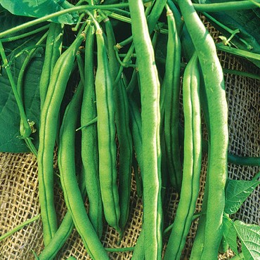 Beans, White McCaslan Pole - 25lb