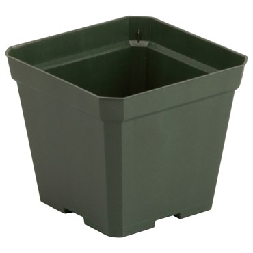 DLN 04.50 SQ TRAD T/W BLK 765/CS 48CS/PL