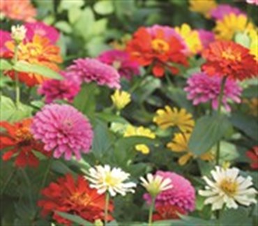 Zinnia, Cactus Flower Mix - 1/2 lb