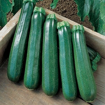 Squash, Commander Hybrid 1,000 Seed