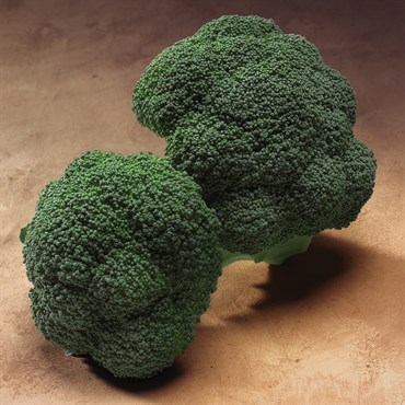 Broccoli, Gypsy 5,000 Seed Count