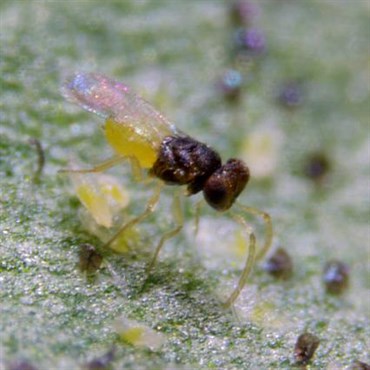 Encarsia/Eretmocerus Mix, 250 per blister X 40 blisters ( Whitefly )