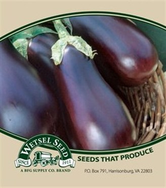 Eggplant, Black Beauty - 1oz