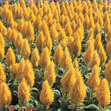 CELOSIA, YELLOW CASTLE 1000/PKT