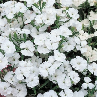 DIANTHUS TELSTAR WHITE 100/PKT