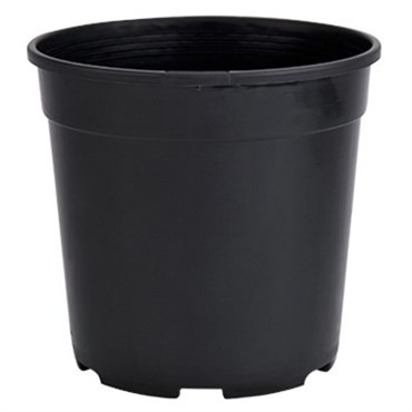 DLN 01.00QT PEREN POT T/W TL BLK 475/CS 33CS/PL