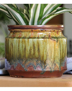 Jewel 6.5" Self Watering Pot Rnf