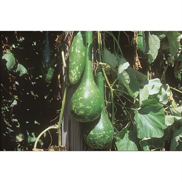 Gourds, Dipper Long Handle 1/2oz