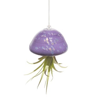 APM Air Plant Jellyfish Purple/Gold