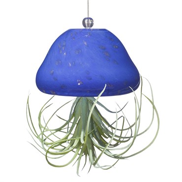 APM Air Plant Jellyfish Royal Blue/Gold
