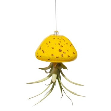 APM Air Plant Jellyfish Yellow/Gold
