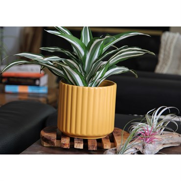 Palm Spring 8" Brush Comb Planter Mst