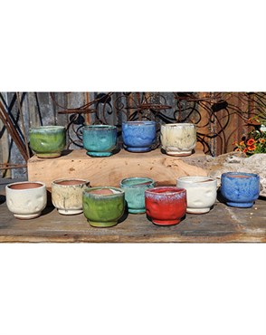 PHG Finger Succulent Cup Mixed Set of 12