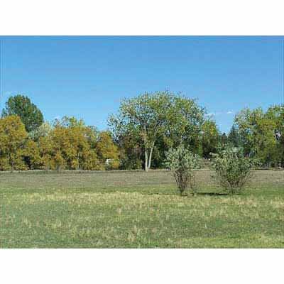 50 lb Bag Foothills Mix Grass Seed