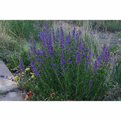 1 lb Rocky Mountain Wildflower Seed
