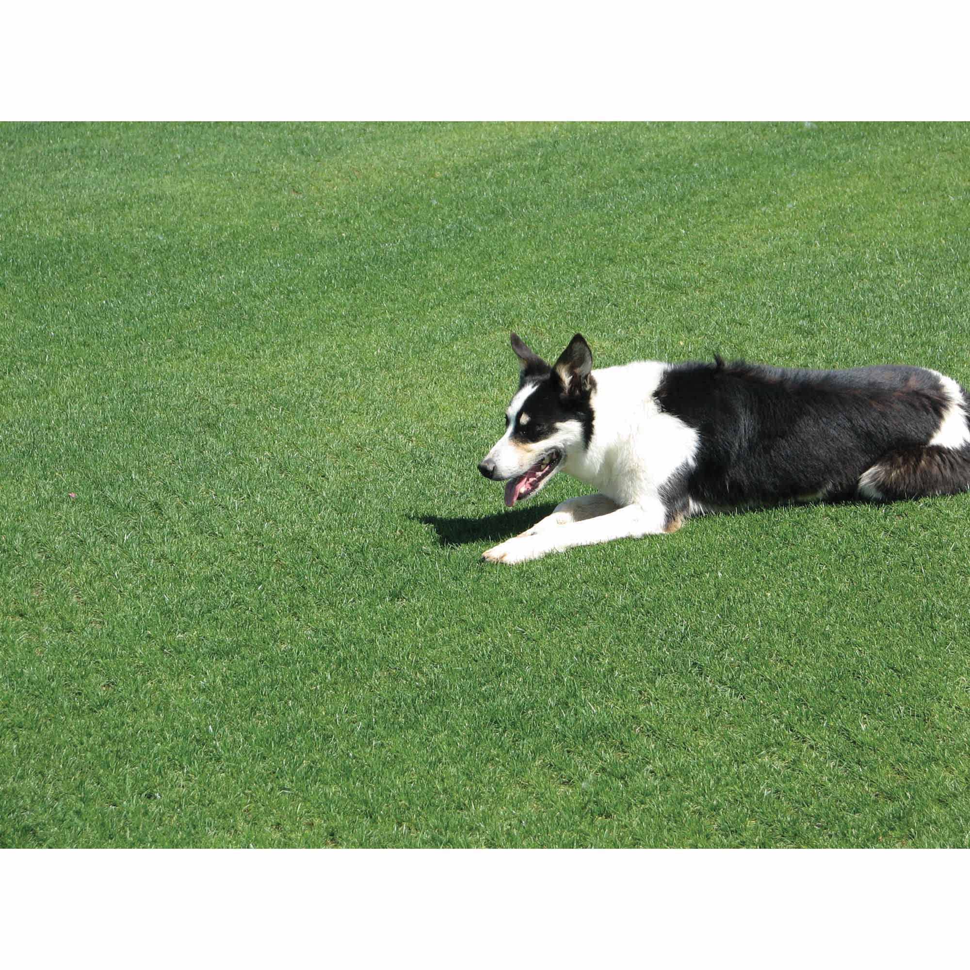 5 lb Bag Clubhouse CPQ & ST Perennial Rye Blend Grass Seed