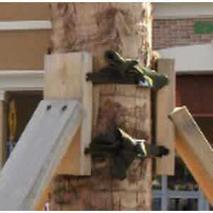 with Polypropylene Strap For Palm Tree Brace Palm Brace Kit | ARBAPBKS