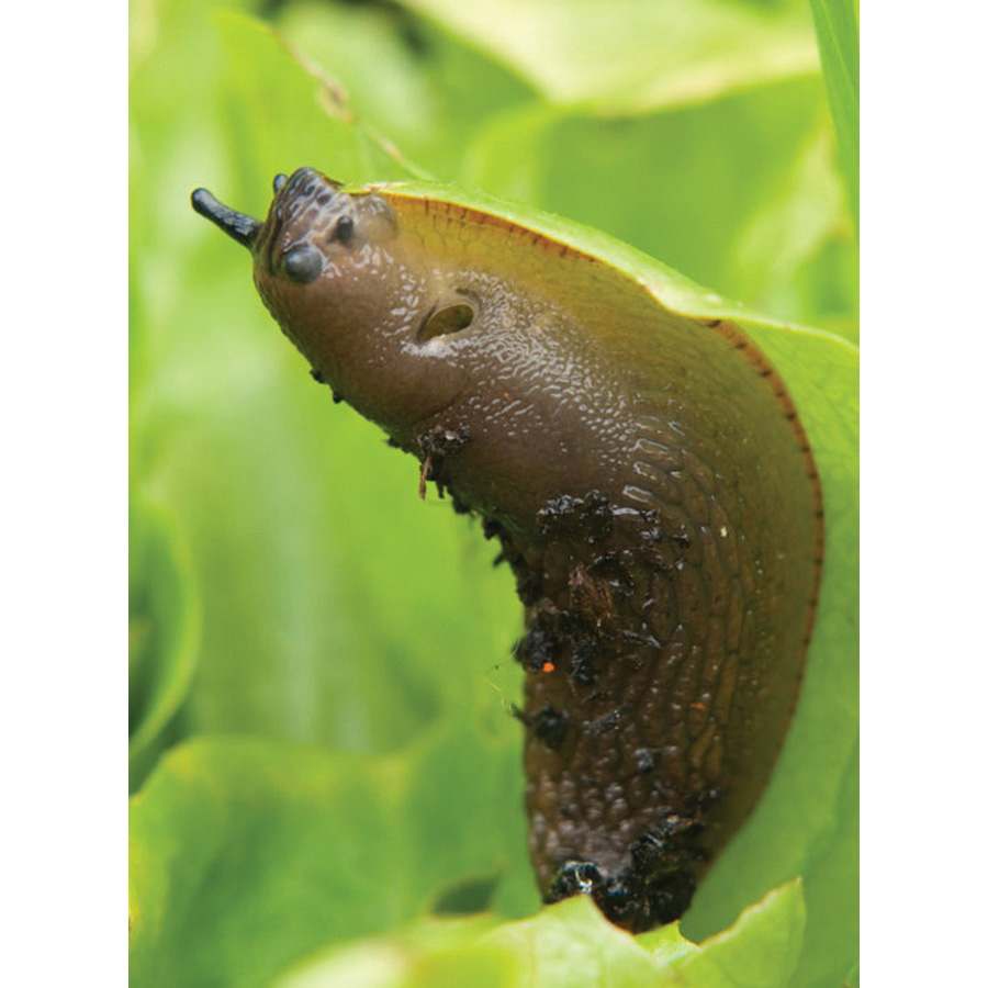 25 lb Granule Slug and Snail Bait | NTASLUGGO
