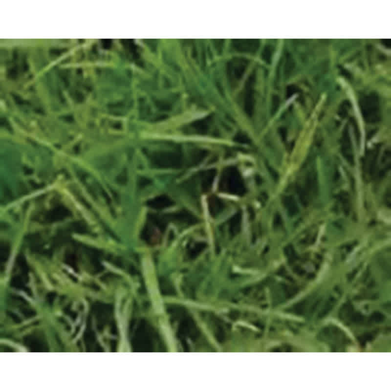 50 lb Bag Common Hulled Coated Bermuda Grass Seed 2 to 3 lb/10000 sq-ft Coverage
