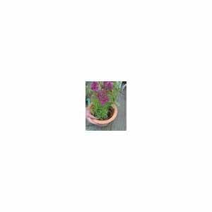 Rain Bird LDQ Polyethylene Landscape Dripline 1/4" x 100' 1 gph 6" Space Brown | X35201