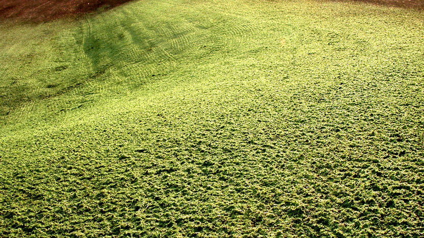 HDS Original Mulch