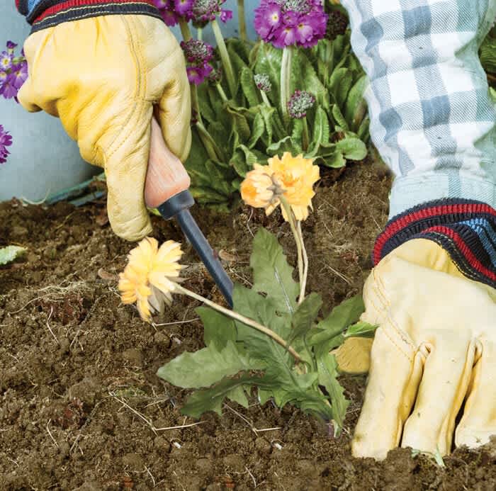 Tempered Steel Hand Weeder | 2447000