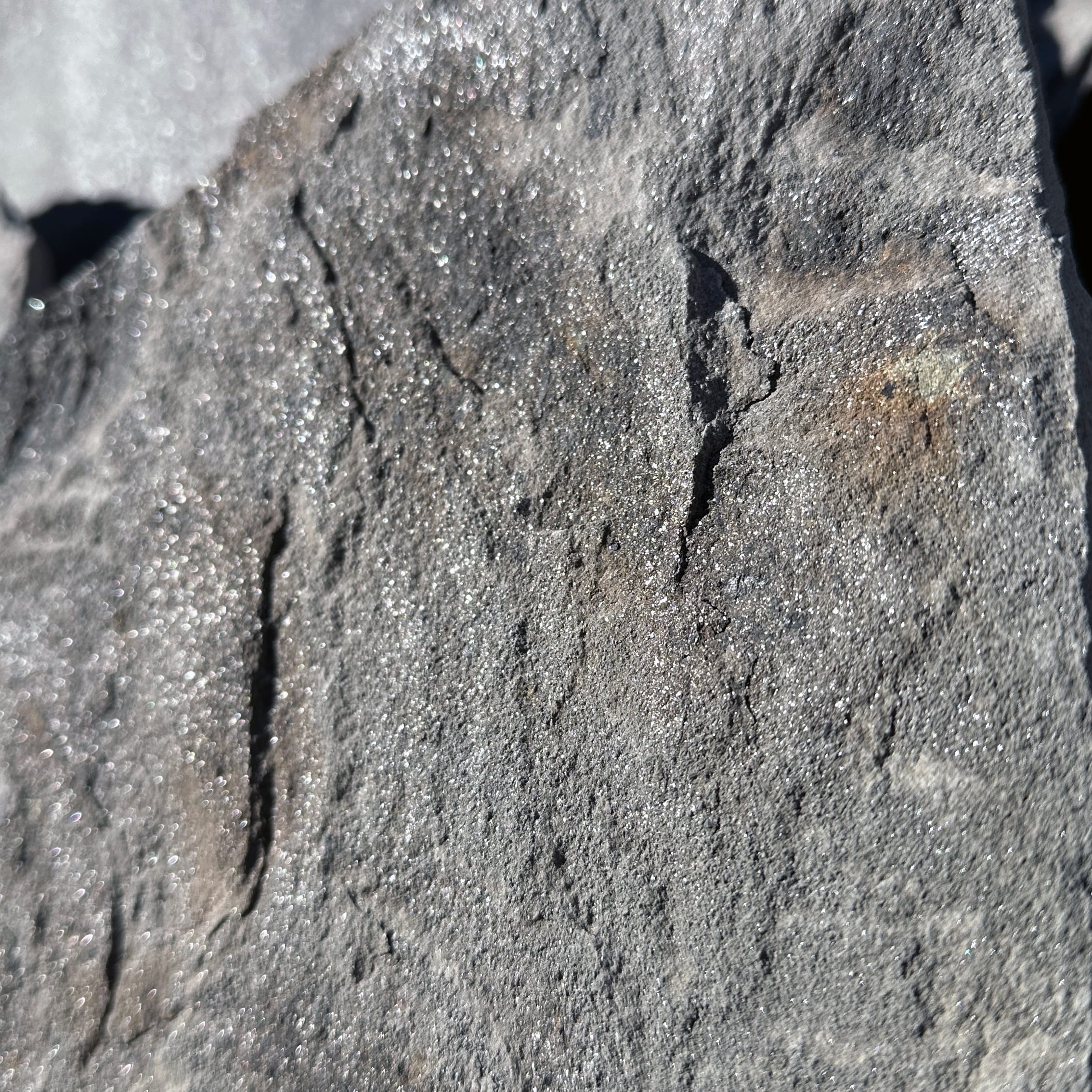 Silver Mist Standup Flagstone 1-1/2" +/- 1-1/2"