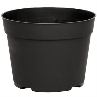 DLN 06.50 RND AZ TRAD T/W BLK 240/CS 48CS/PL