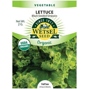 Organic Black Seed Simpson Lettuce - 2 Gram