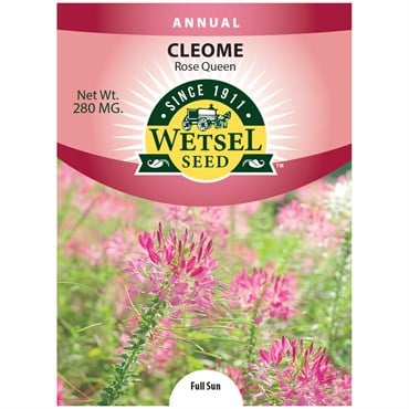 CLEOME, ROSE QUEEN SPIDER PLANT 280 MG