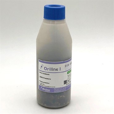 Orius insidiosus 2,000 nymphs per bottle ( Thrips )