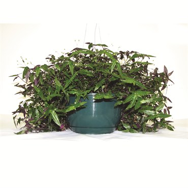 BLD 8" Green Hanging Basket W/Saucer & Wire Hanger 50/cs