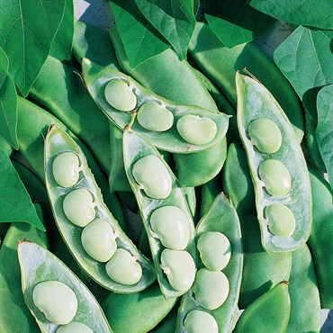 Limas, Fordhook 242 - 1/2lb