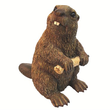 MCarr Beaver Medium