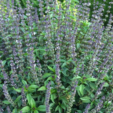 Basil, Cinnamon 1/4 oz