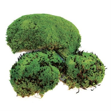 SuperMoss 200cu Bag Preserved Royal Pool Moss