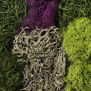 SuperMoss 8oz Moss Mix Assorted Best Sellers