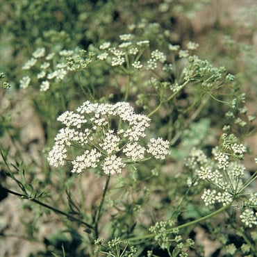 ANISE 1/2 OZ. EACH