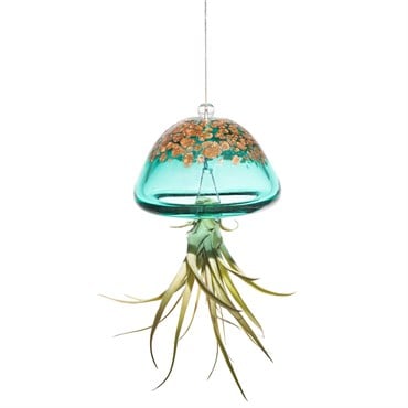 APM Air Plant Jellyfish Lake Green/Gold