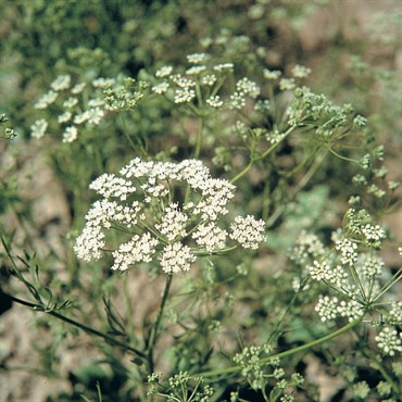 ANISE 1