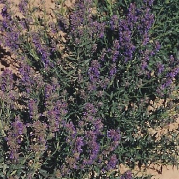 Hyssop 1 oz
