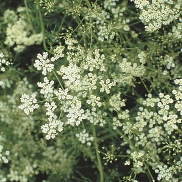 Cumin 1/16 oz