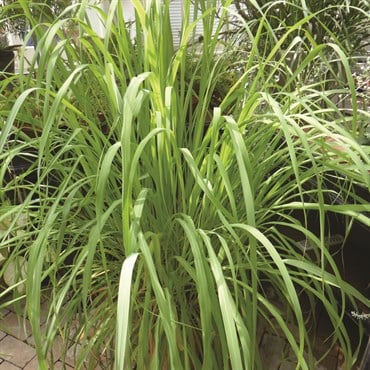 Lemon Grass 1/2 oz