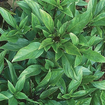 Basil, Thai 1/2 oz